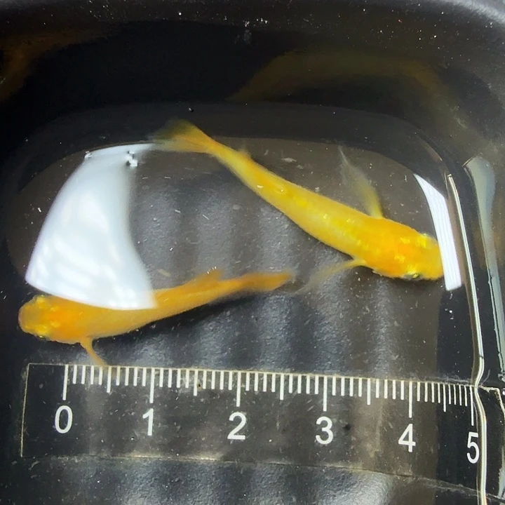 青鳉鱼19号拍品金龙之舞