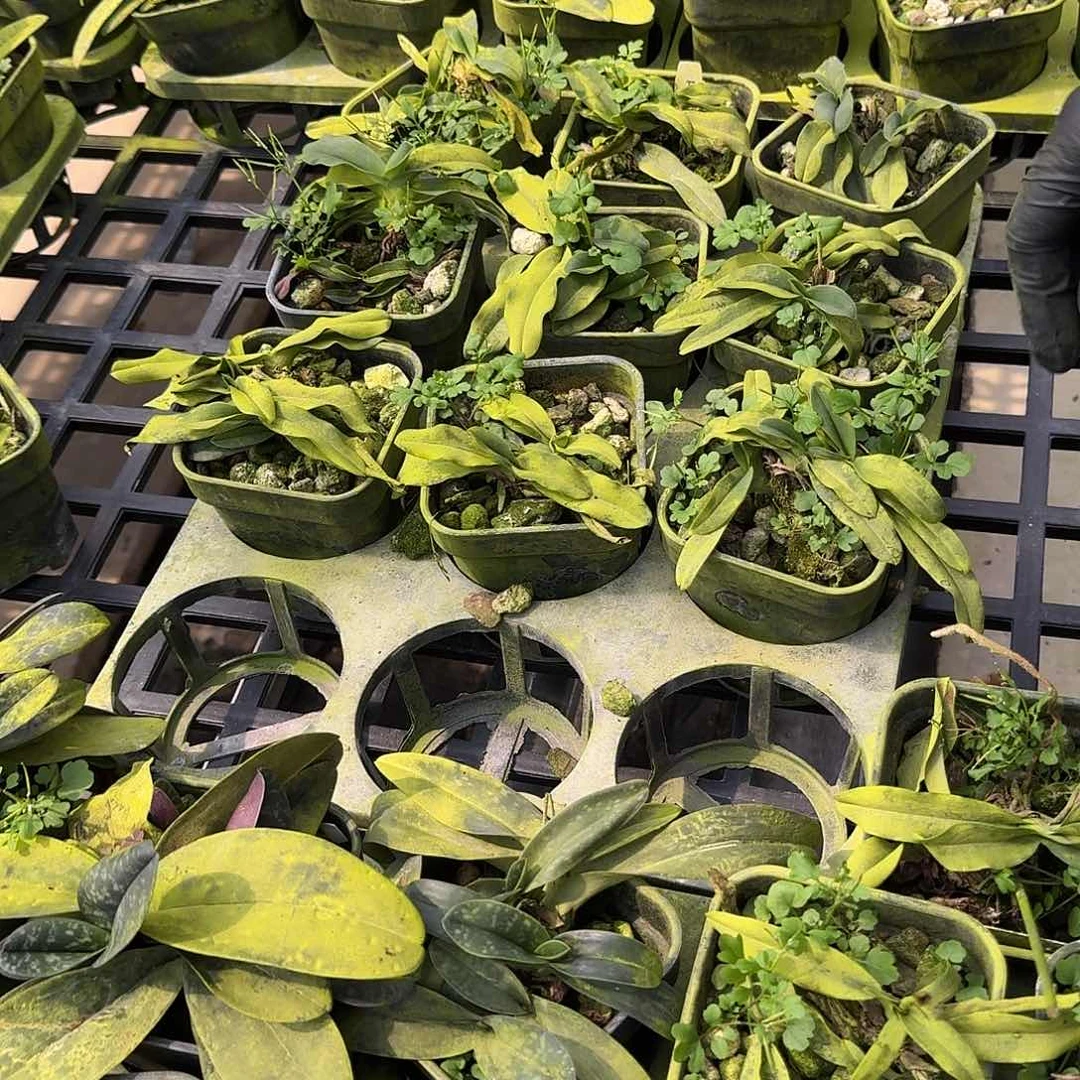 当前无花栽培后可以开花报春兜兰 叶瑕疵不售后