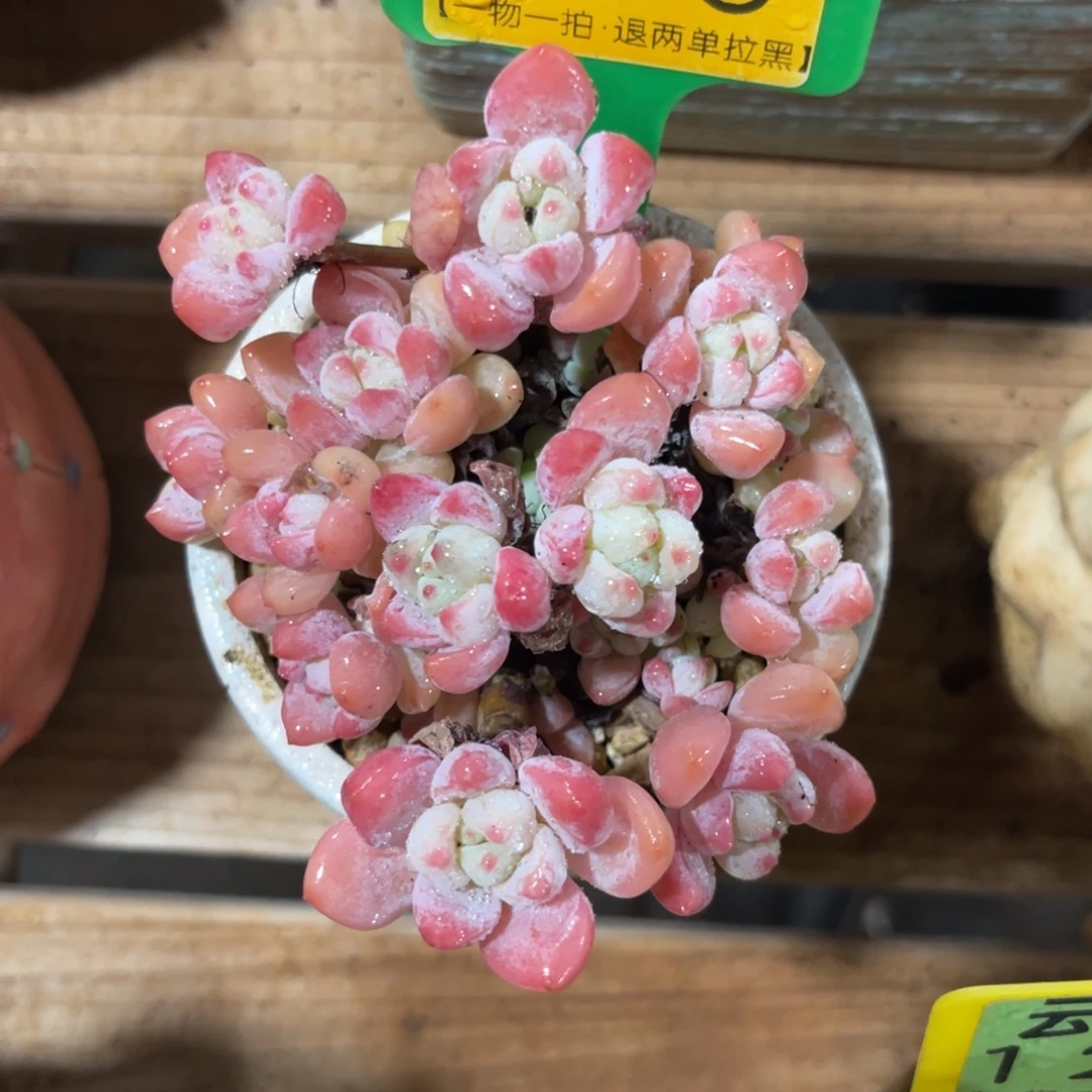 云尘多肉一物一拍975不含盆，