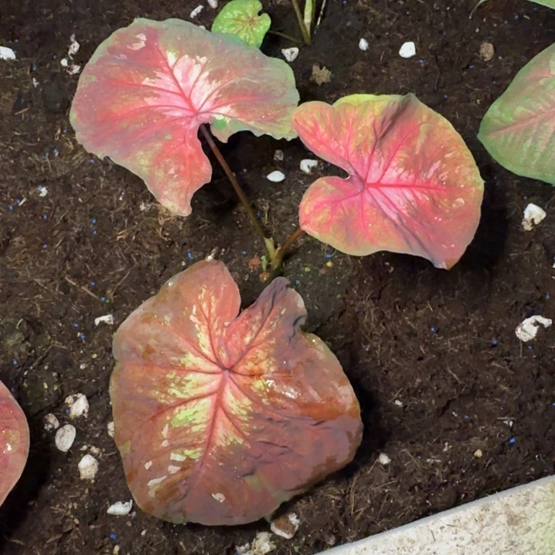 既***念无花朵海王——00584