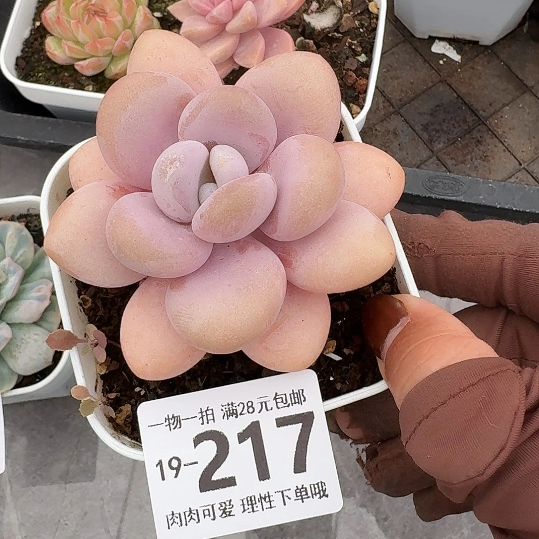 粉兔无盆土发货无