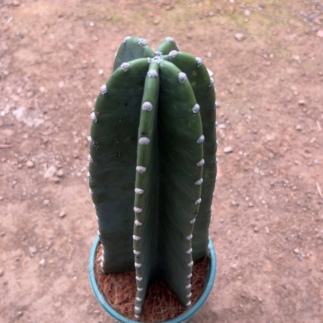 边***力零零落落 零零落落