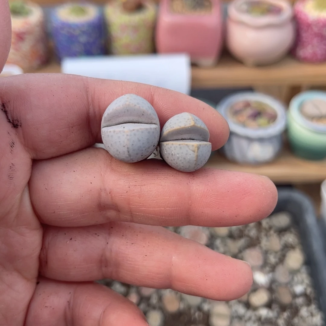 多肉植物一物一拍17