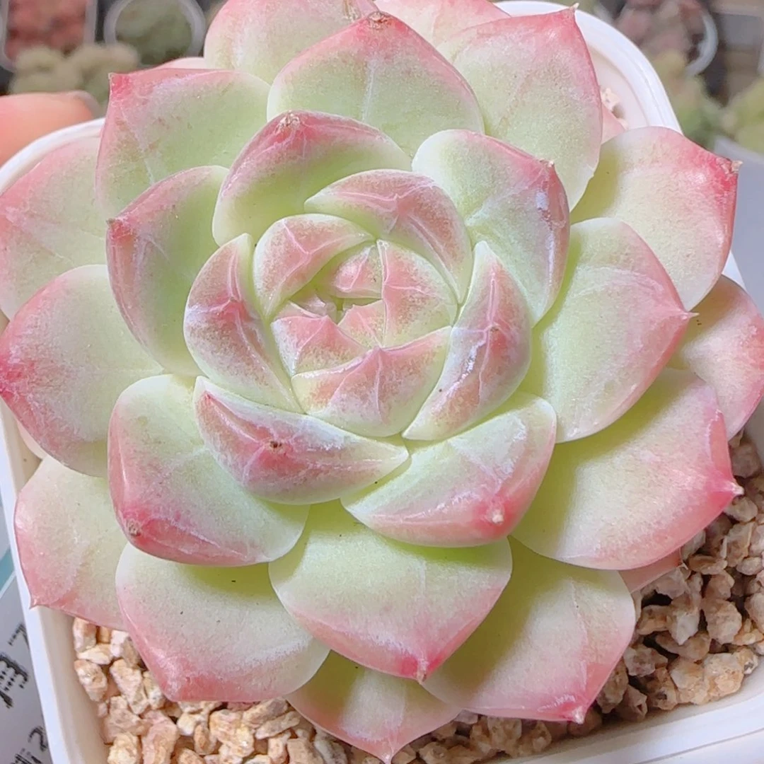 花语逸镜1107-337溏心