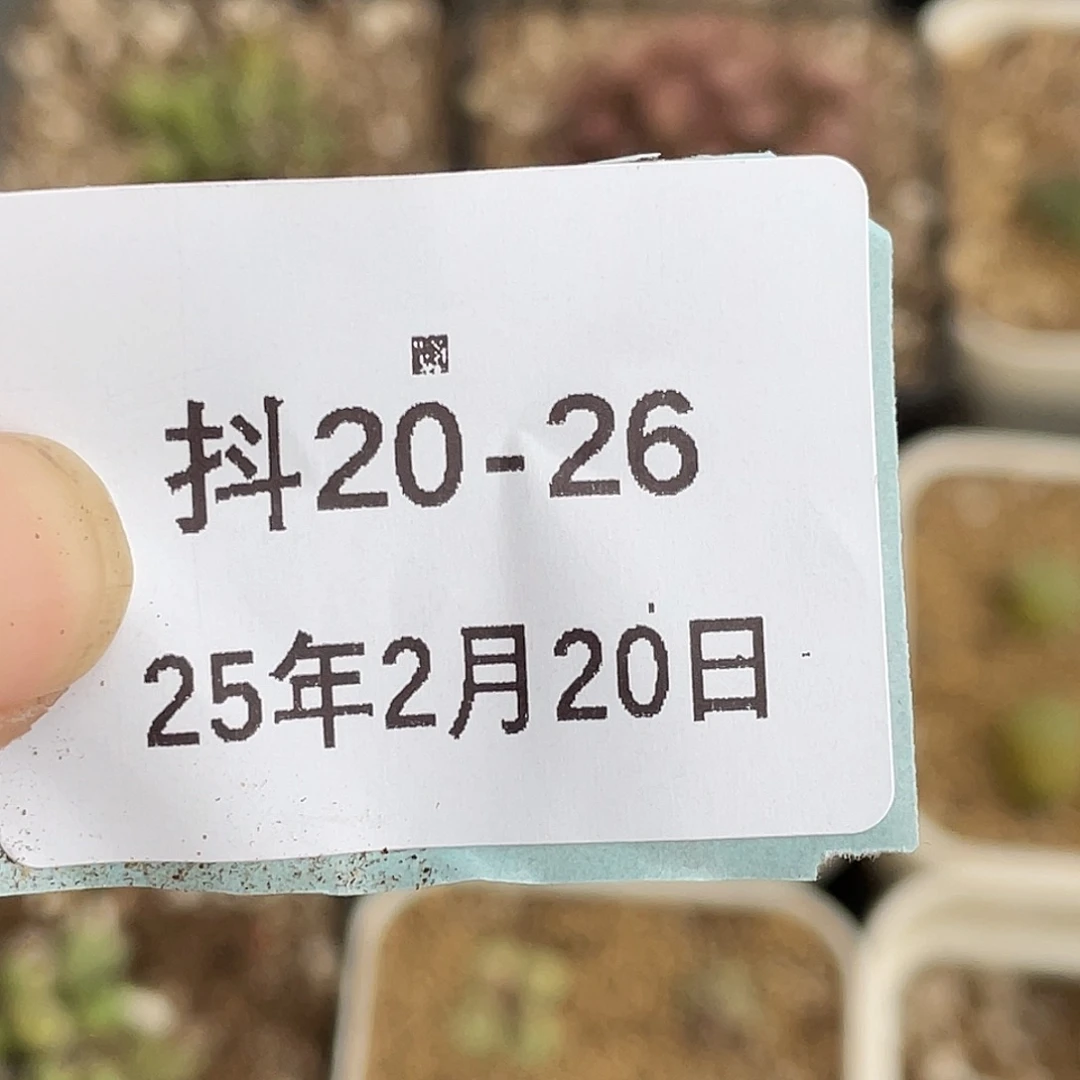 姬**君20-26肉锥多肉植物