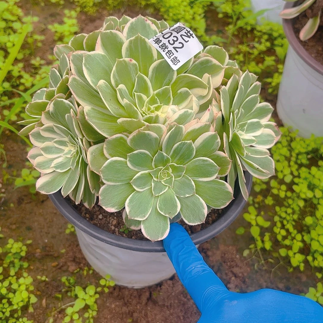 玉芙蓉多肉植物小32