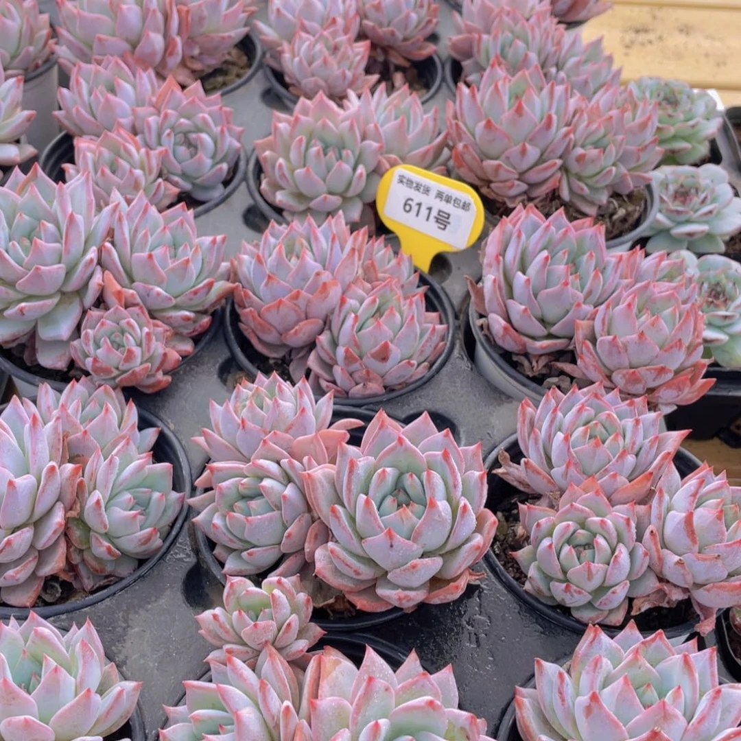 611号 韩版粉蓝鸟大群生一个