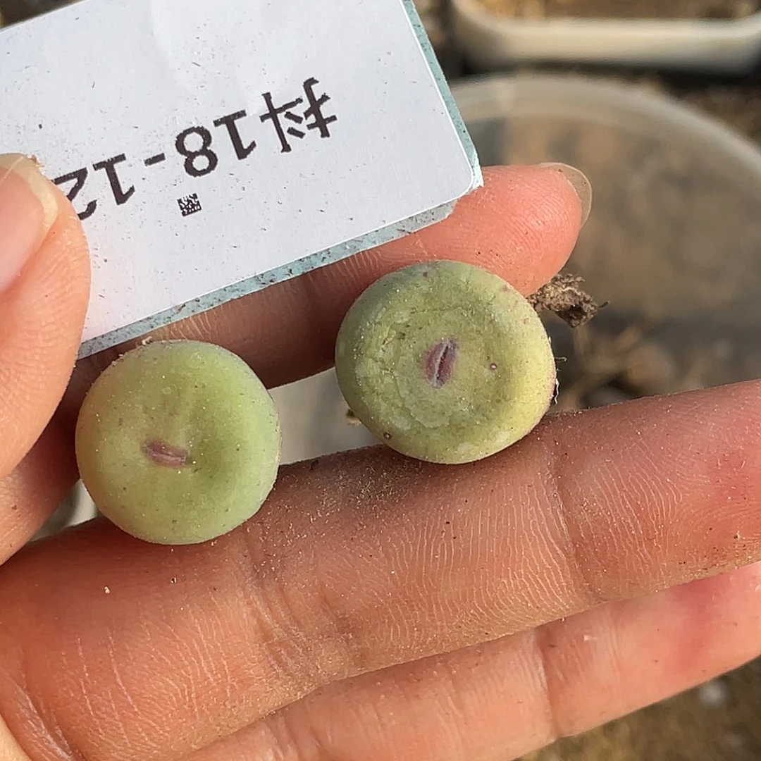 逗*18-120肉锥sub多肉植物