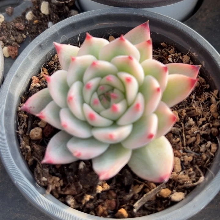 雨***虹吉娃娃锦一物一拍锦龙