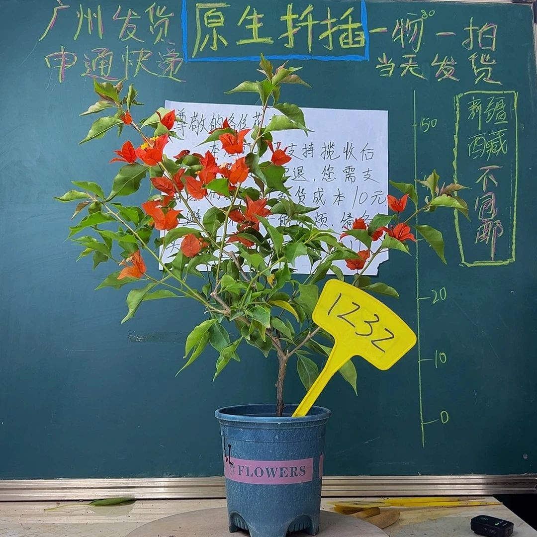 当前无花栽培后可以开花热火桑巴 1232