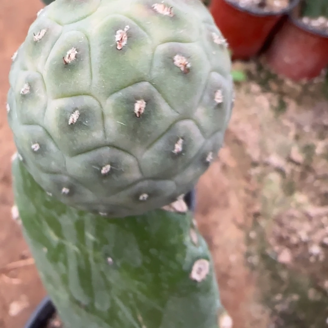 【闪购商品】无花朵8*1号杂919