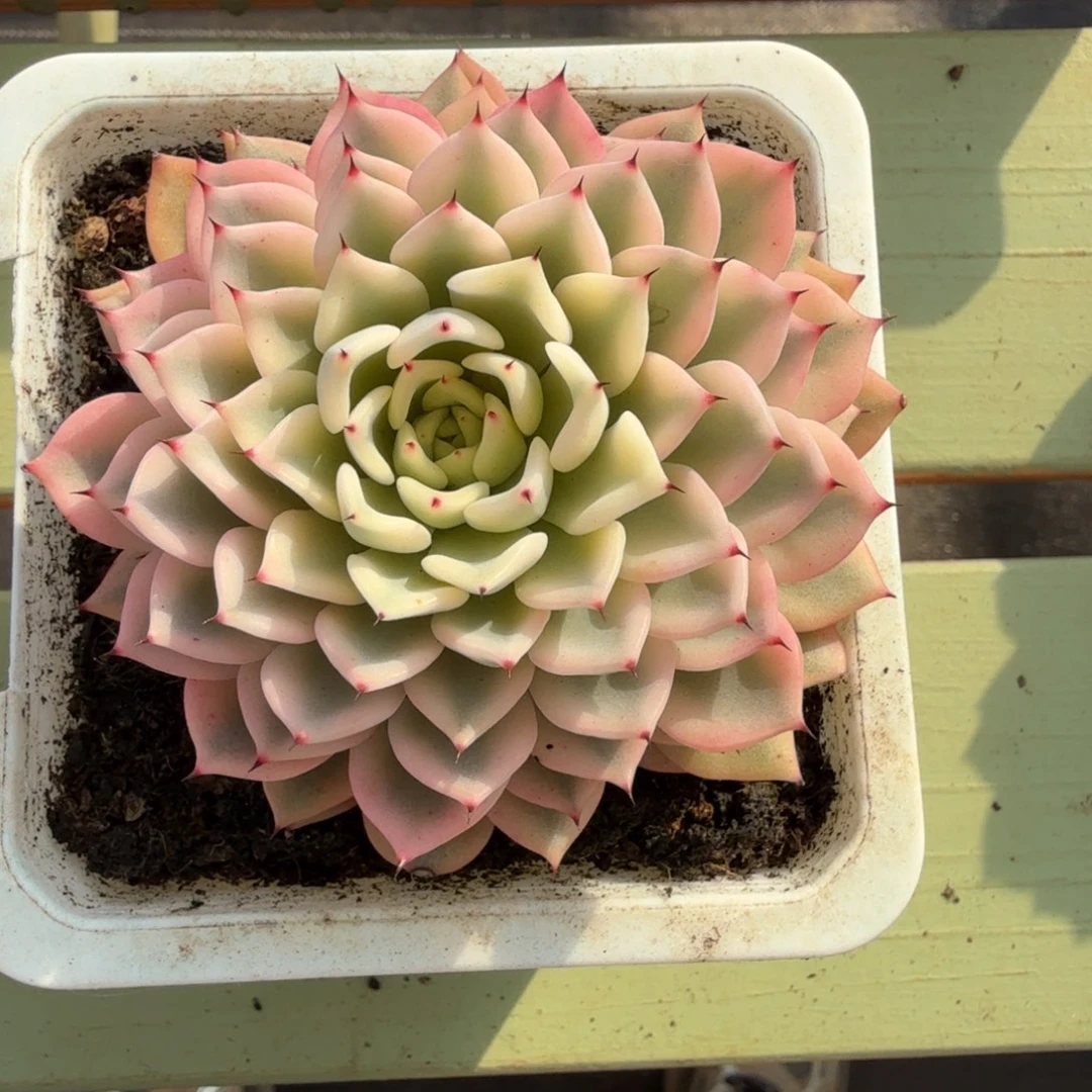 吉尔巴玫瑰锦锦上园艺一物一拍