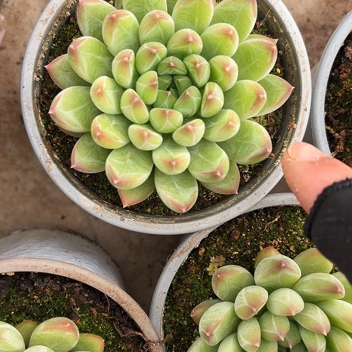 甲骨文（拍满18发货、偏远地区不包邮）