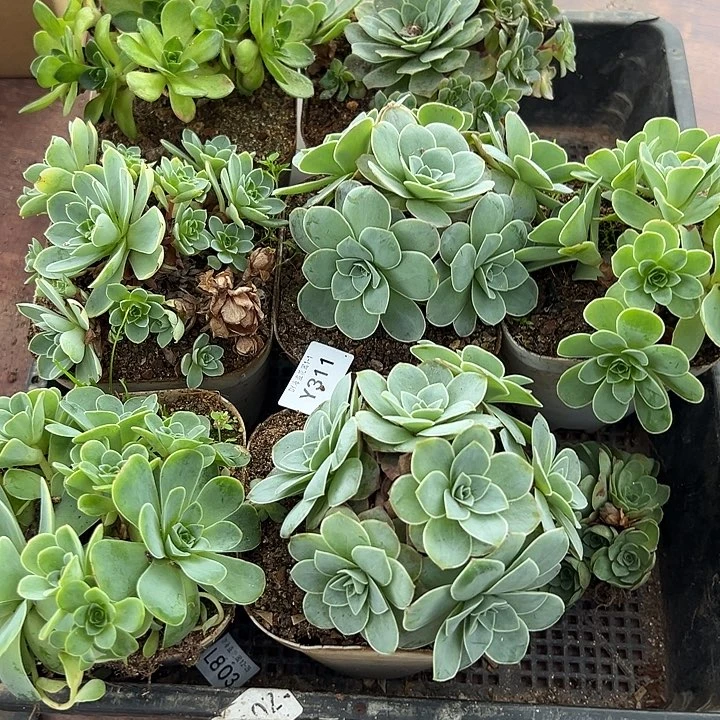 杨311  8颗不同品种群生组合量拍