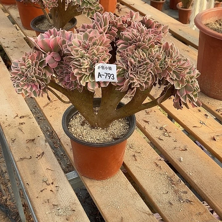 793 粉女巫宽32公分