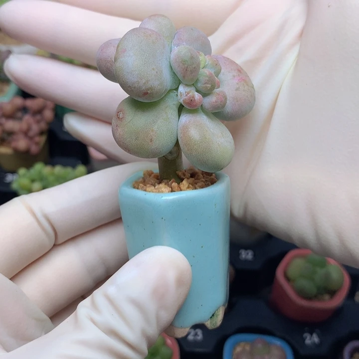 老油煎丸子 3头 树杈造型 油煎的很好