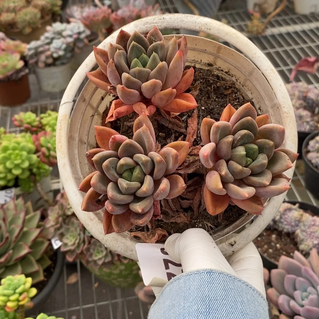 0221象牙多头一物一拍