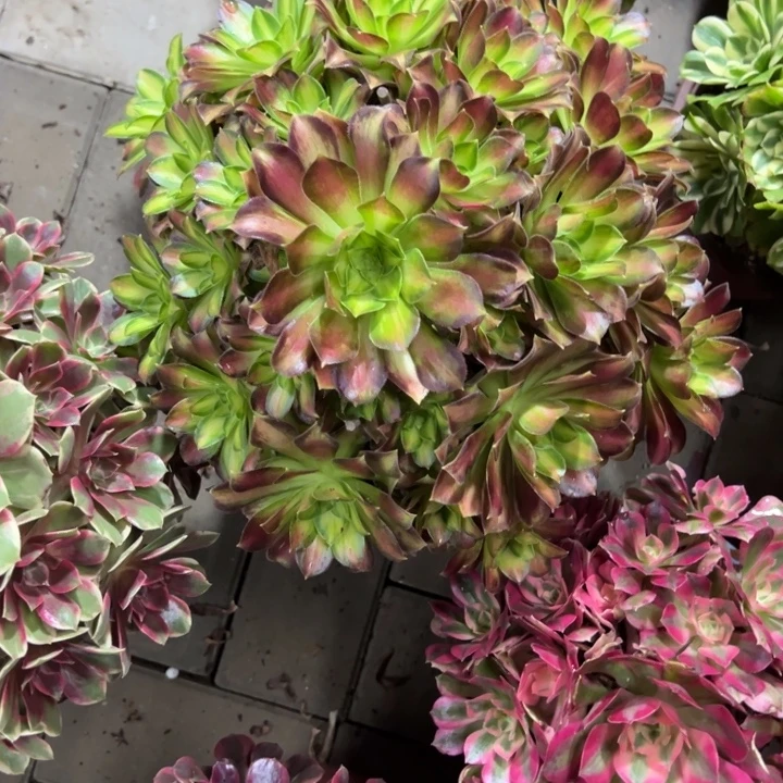 韶华多肉植物花花