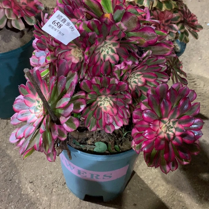 658红铜多肉植物特价