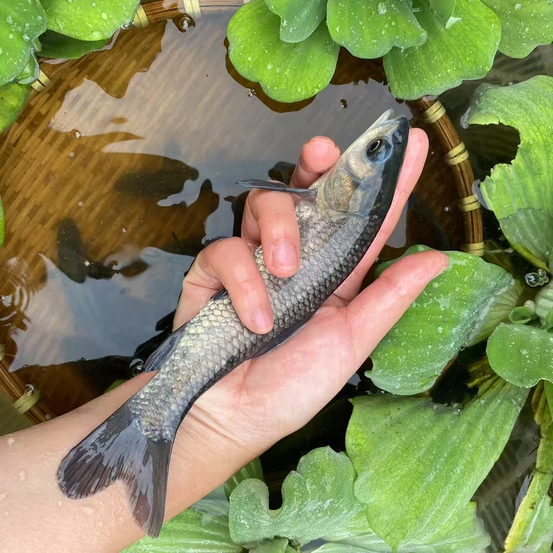 螺蛳青观赏鱼水族活体淡水养殖重庆发货