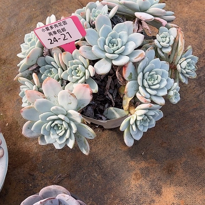 冰***式多肉植物组合盆栽24-21