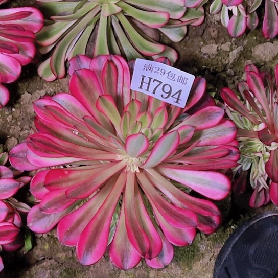 794黑桐白多肉植物