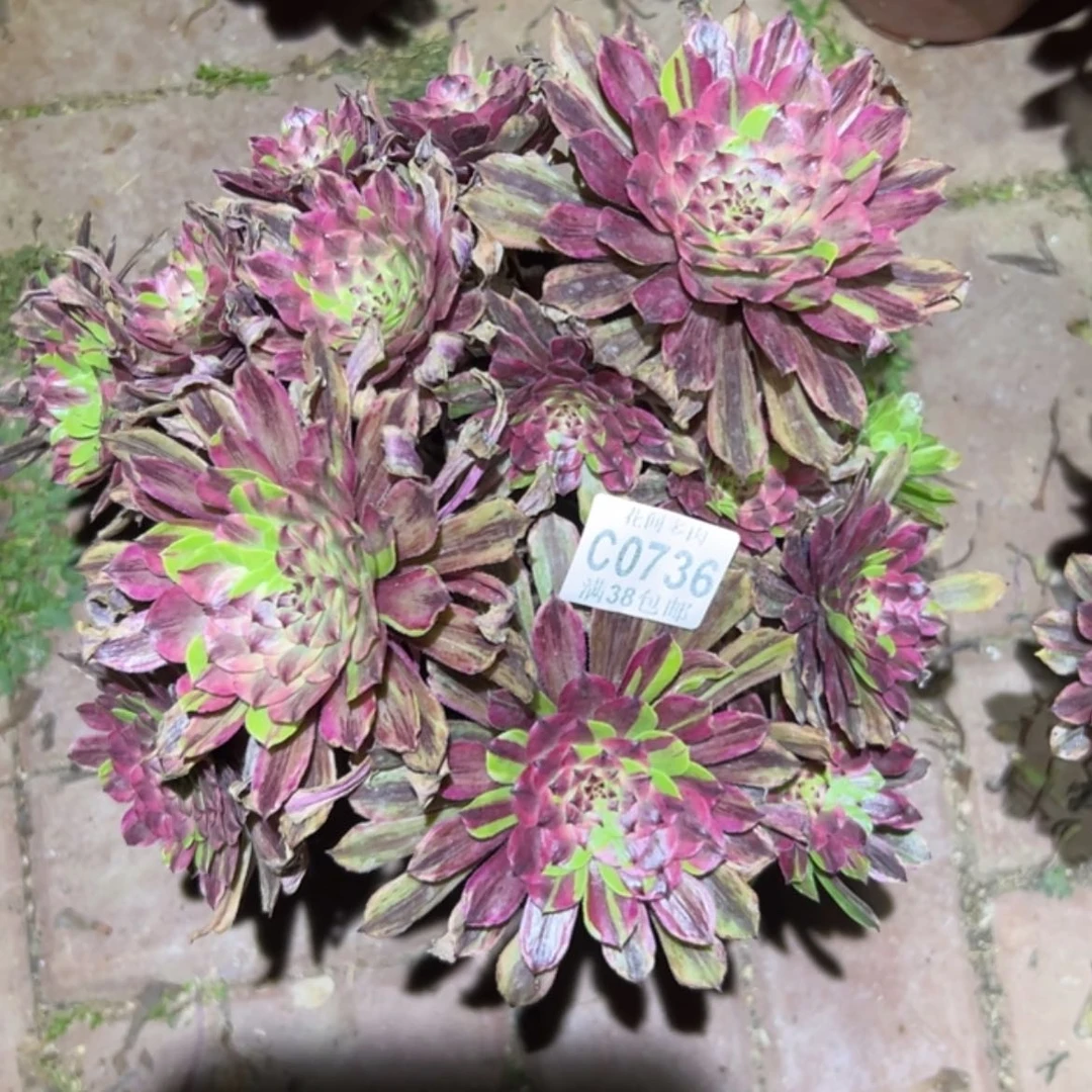 【闪购商品】736粉黛多肉