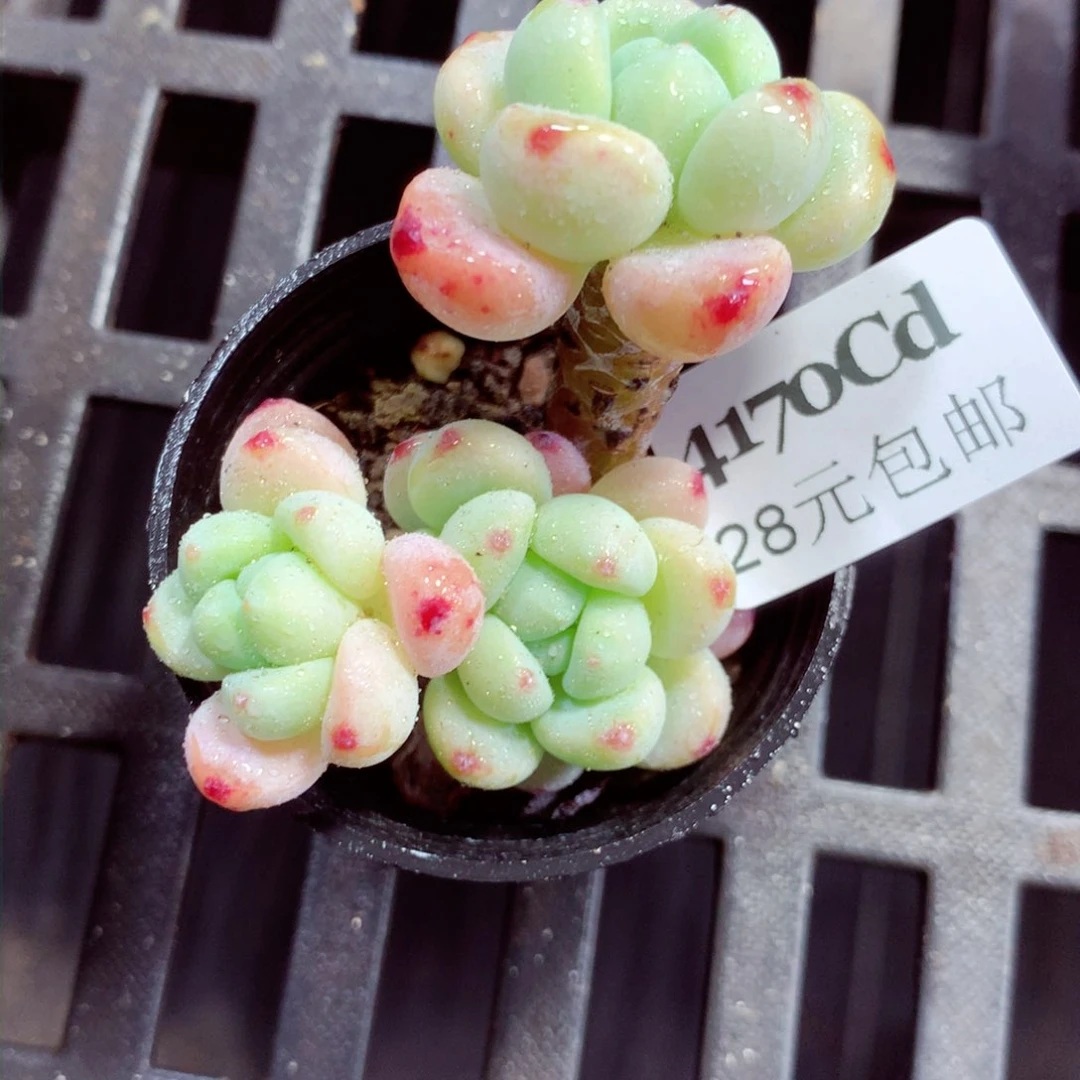 5厘米盆精控多肉4170