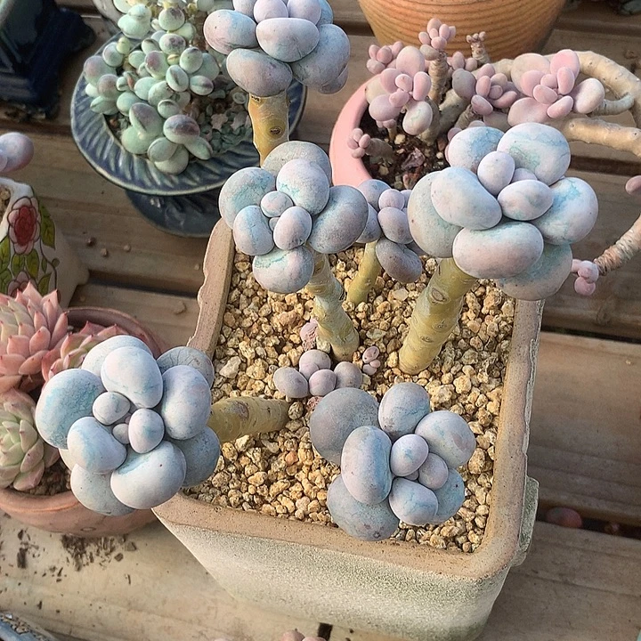 *****无兔咯哦的门卫头姐姐