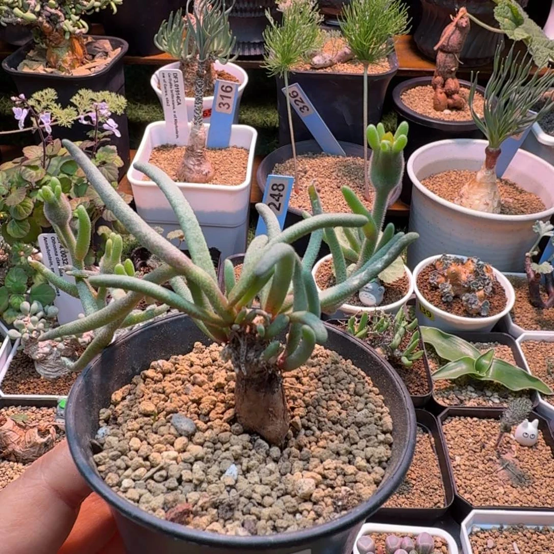 淡青霜674 仙人掌