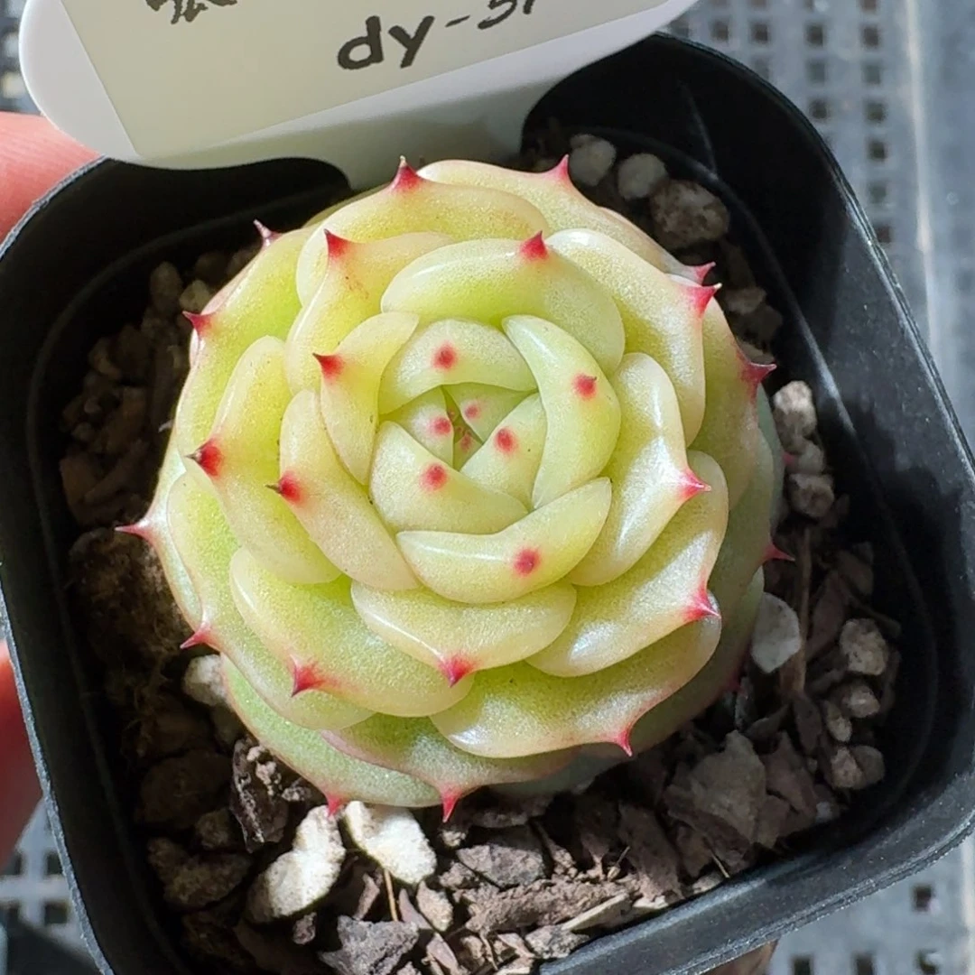 0125-玉玲珑单头一颗