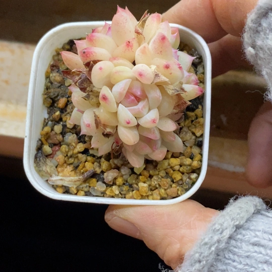 精品多肉一物一拍不包整45