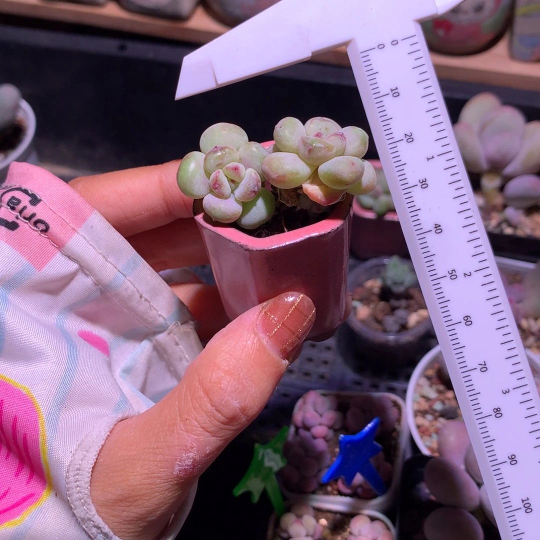 冰糖奶，不满28发一片叶片，发到付！