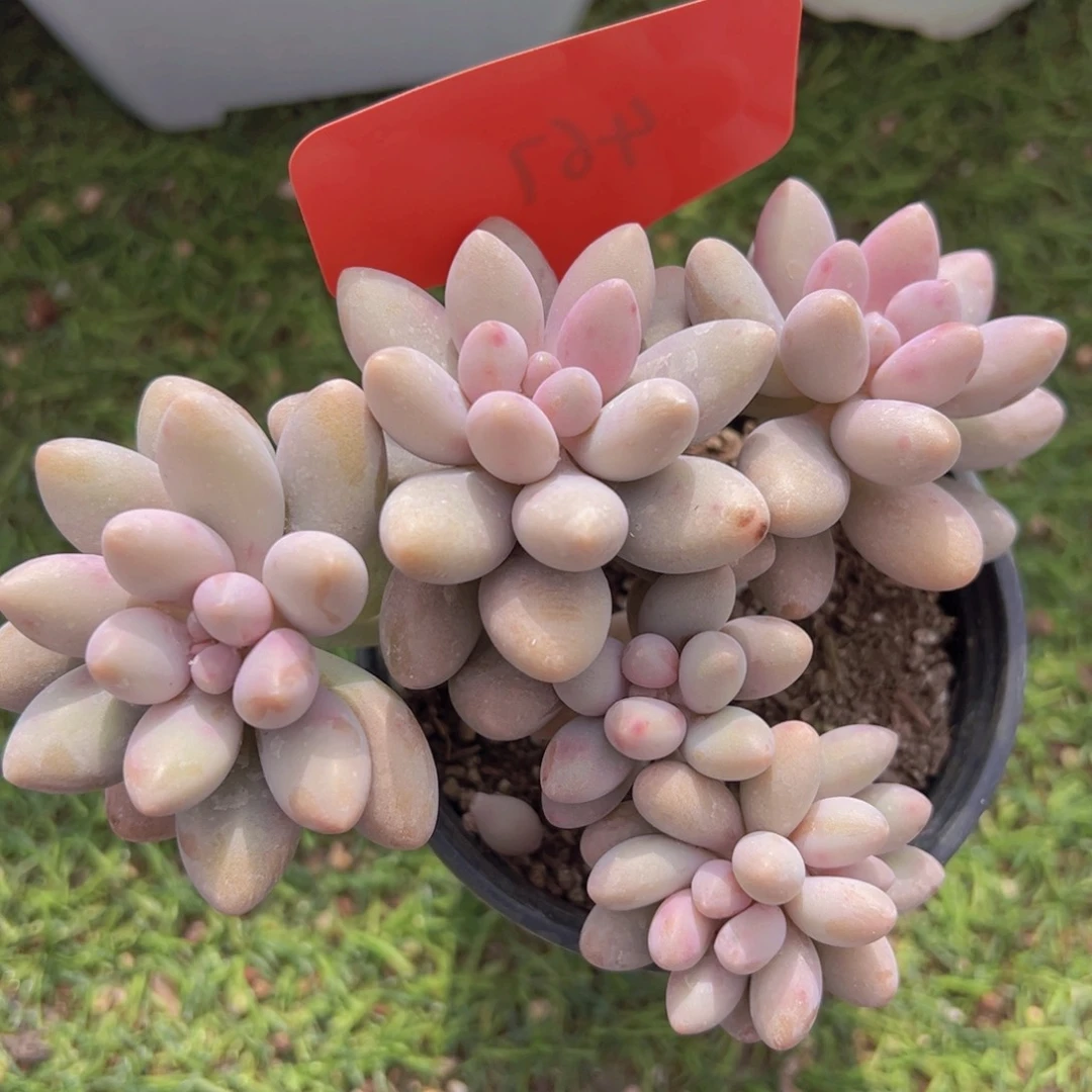 香玉的故事是一个人的故事吗