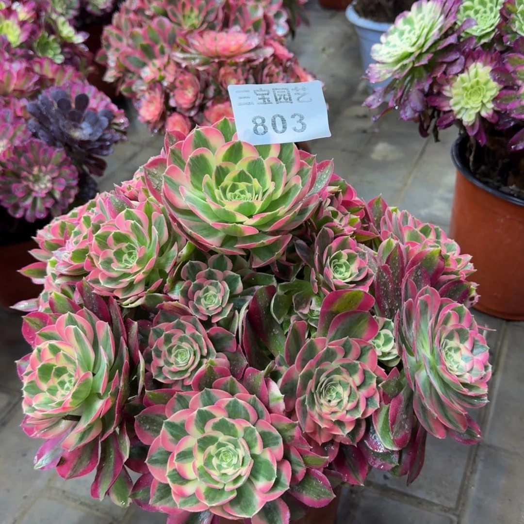 用****9多肉植物803妖月