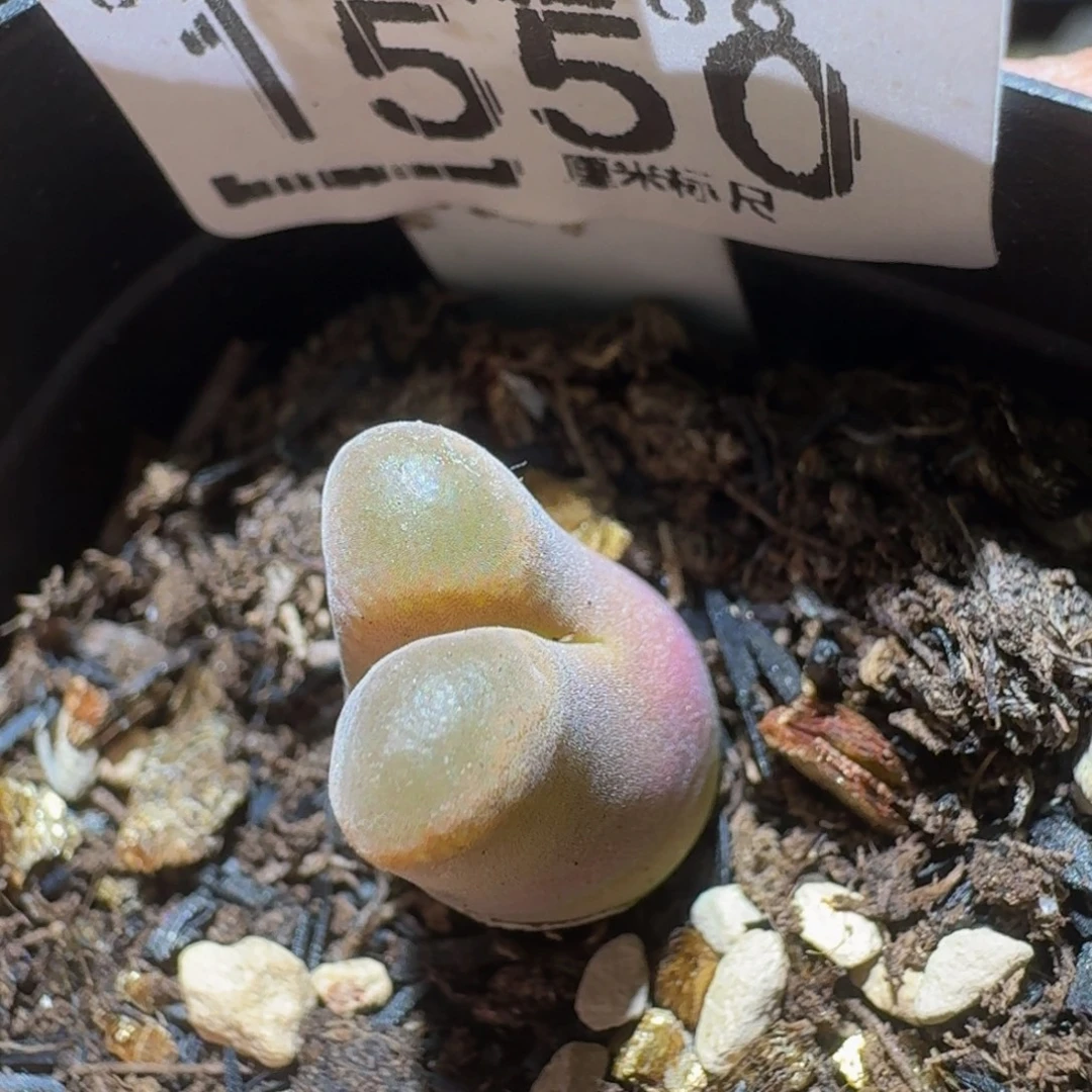 Ssss精品生石花1550奶瓶