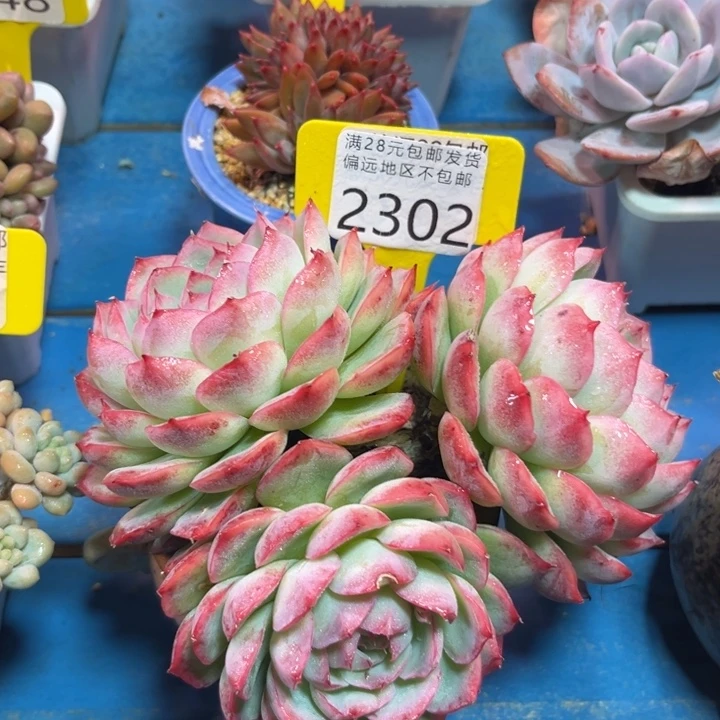 大2302、xbcbvbnbnnnk