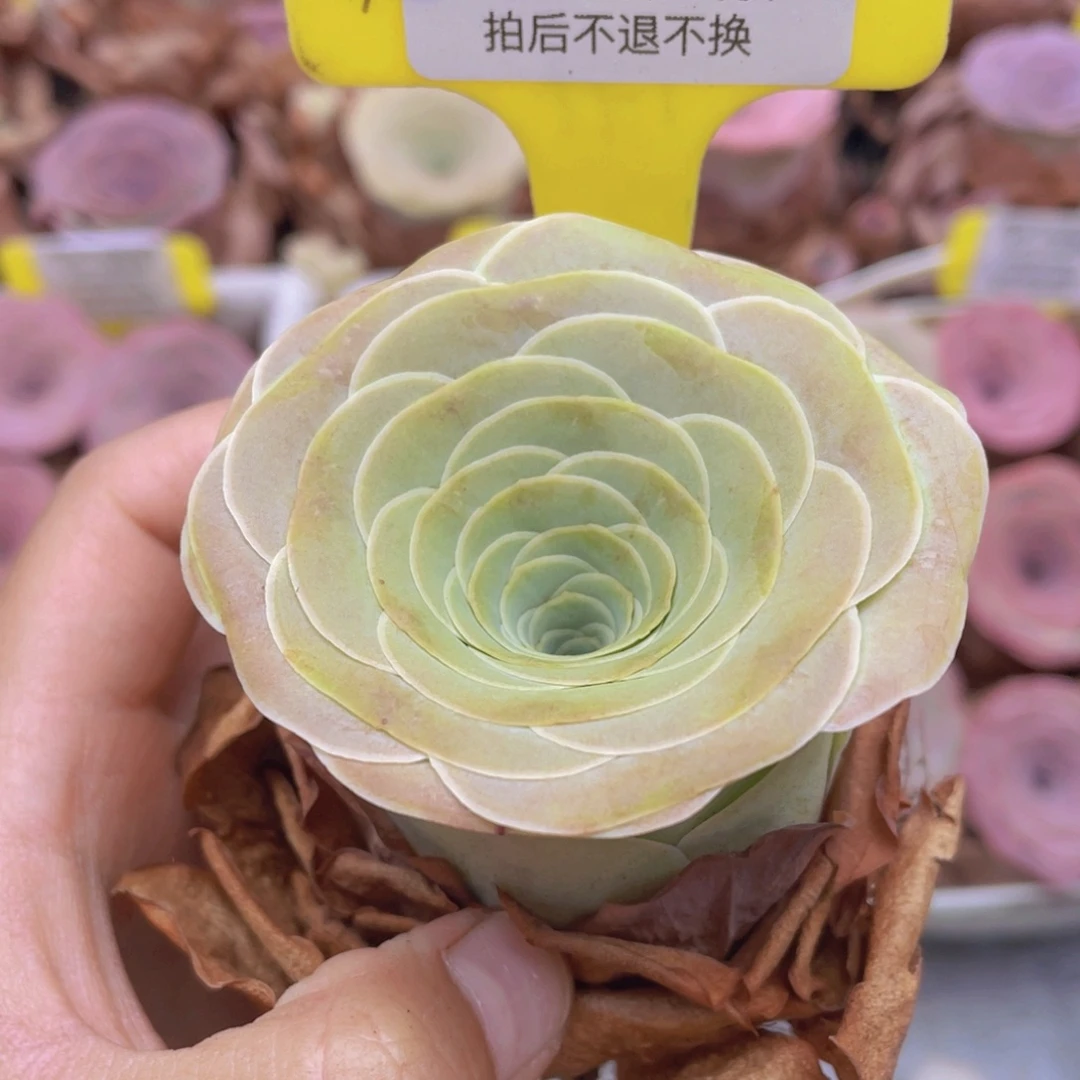 山地玫瑰C305满38包邮裸根发货