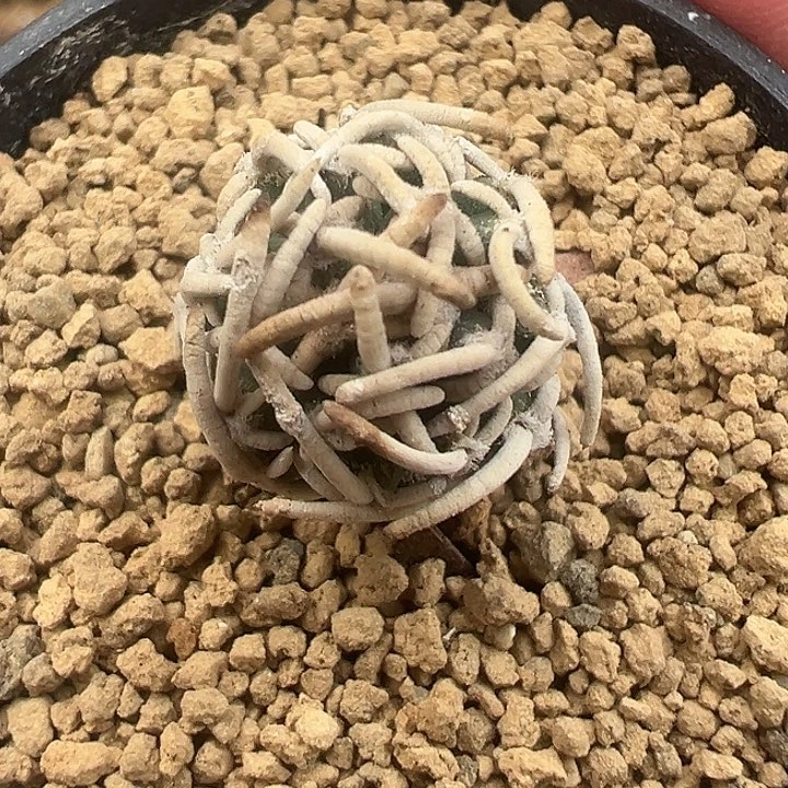 无花朵自根三年飞鸟