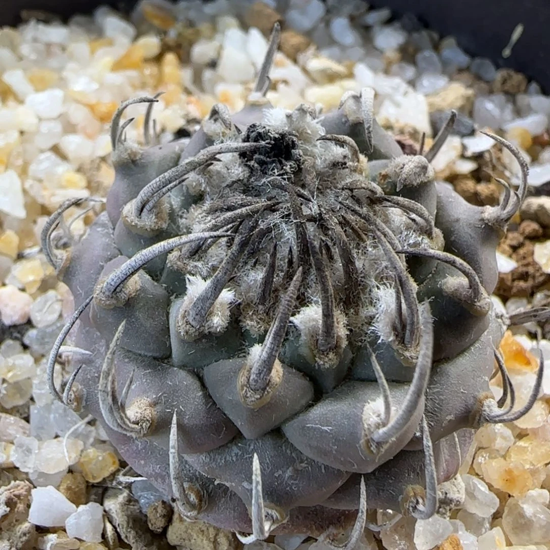 3.4厘米实生碳刺南格瑞特多肉3.3