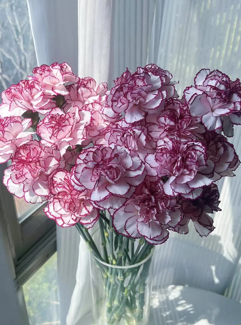 【花晓】紫精灵康乃馨 花期长 凑单拍（已发货不支持退款）