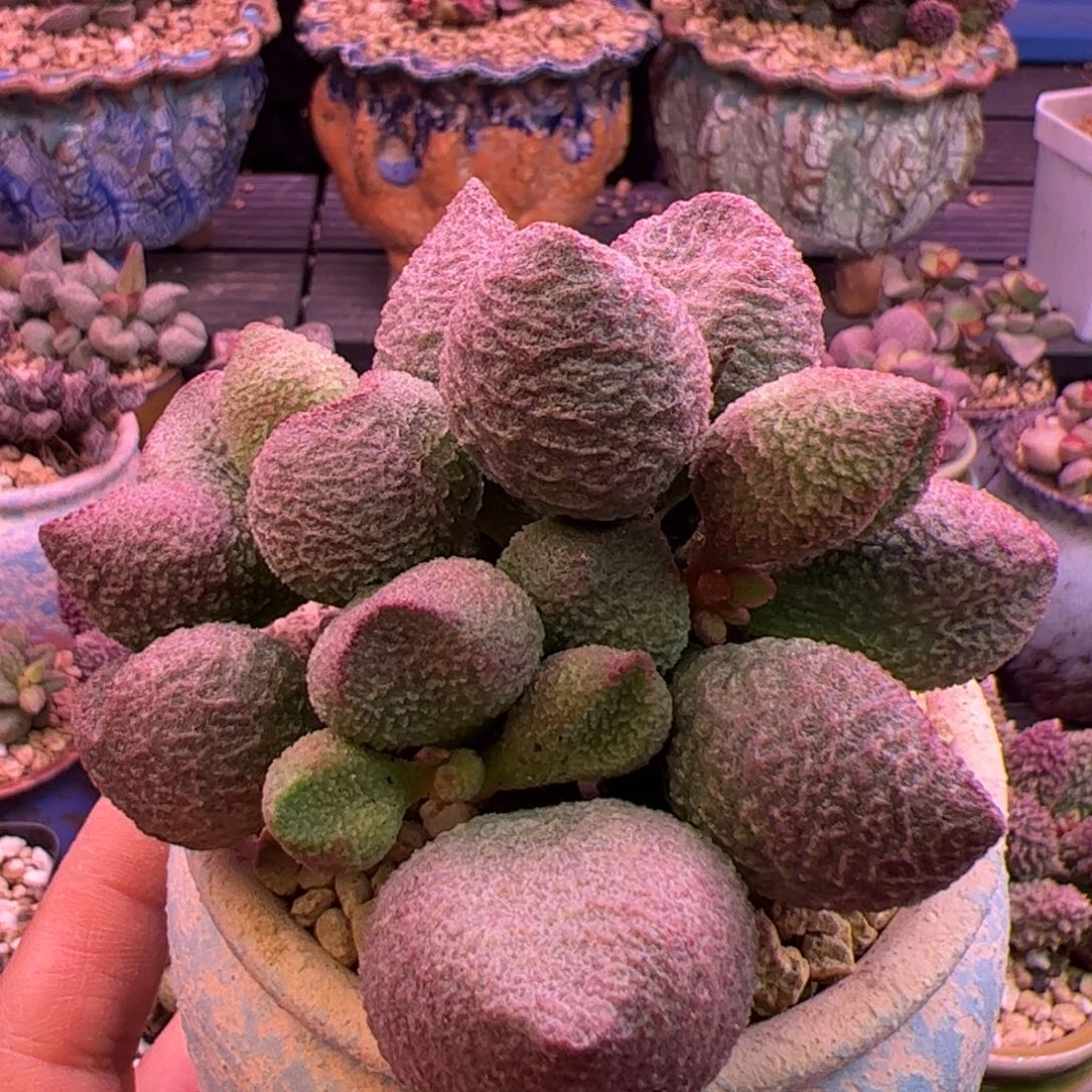 墨***羽啦啦啦啦啦啦啦啦啦啦