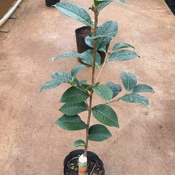 完全开放九心紫袍嫁接一刀66公分高抢