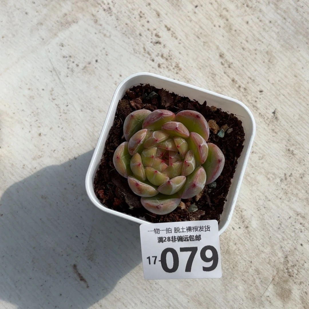 雪花珍妮一物一拍