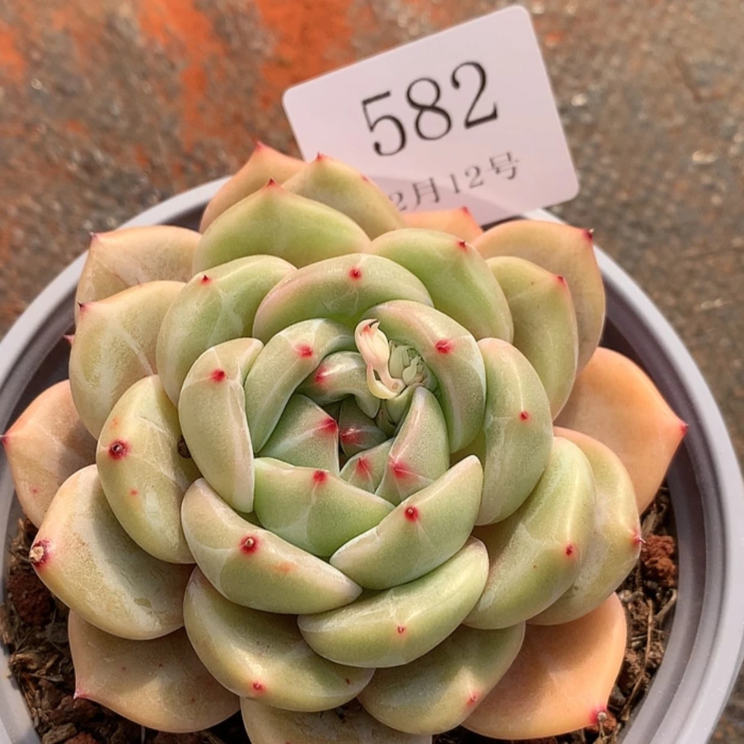 【闪购商品】云582号