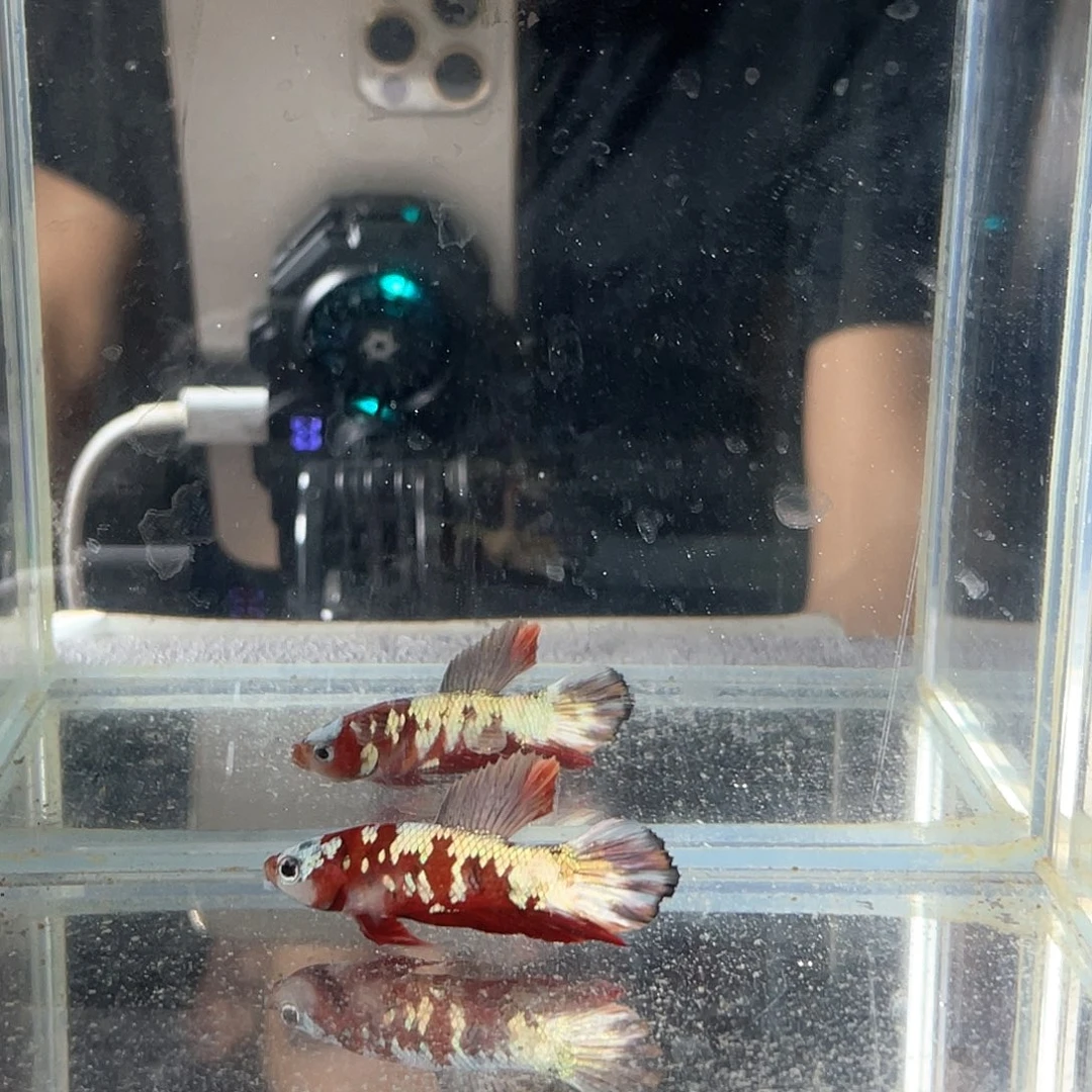 斗鱼新疆西藏海南不包邮其余地区全部包邮2