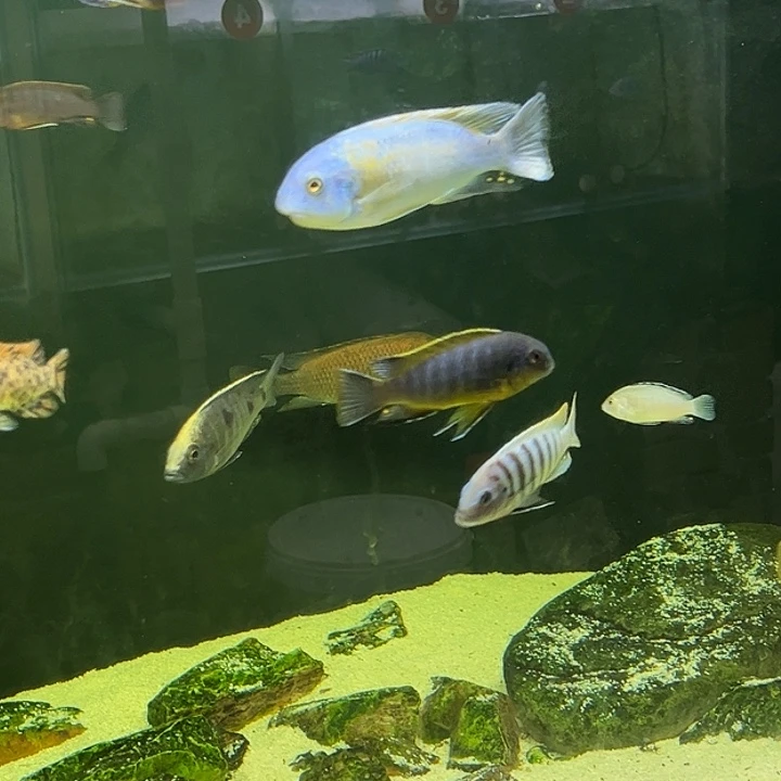 慈鲷鱼蓝珍珠斑马公