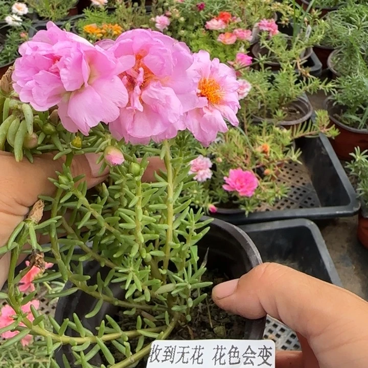 无花朵799超小苗盆口10cm