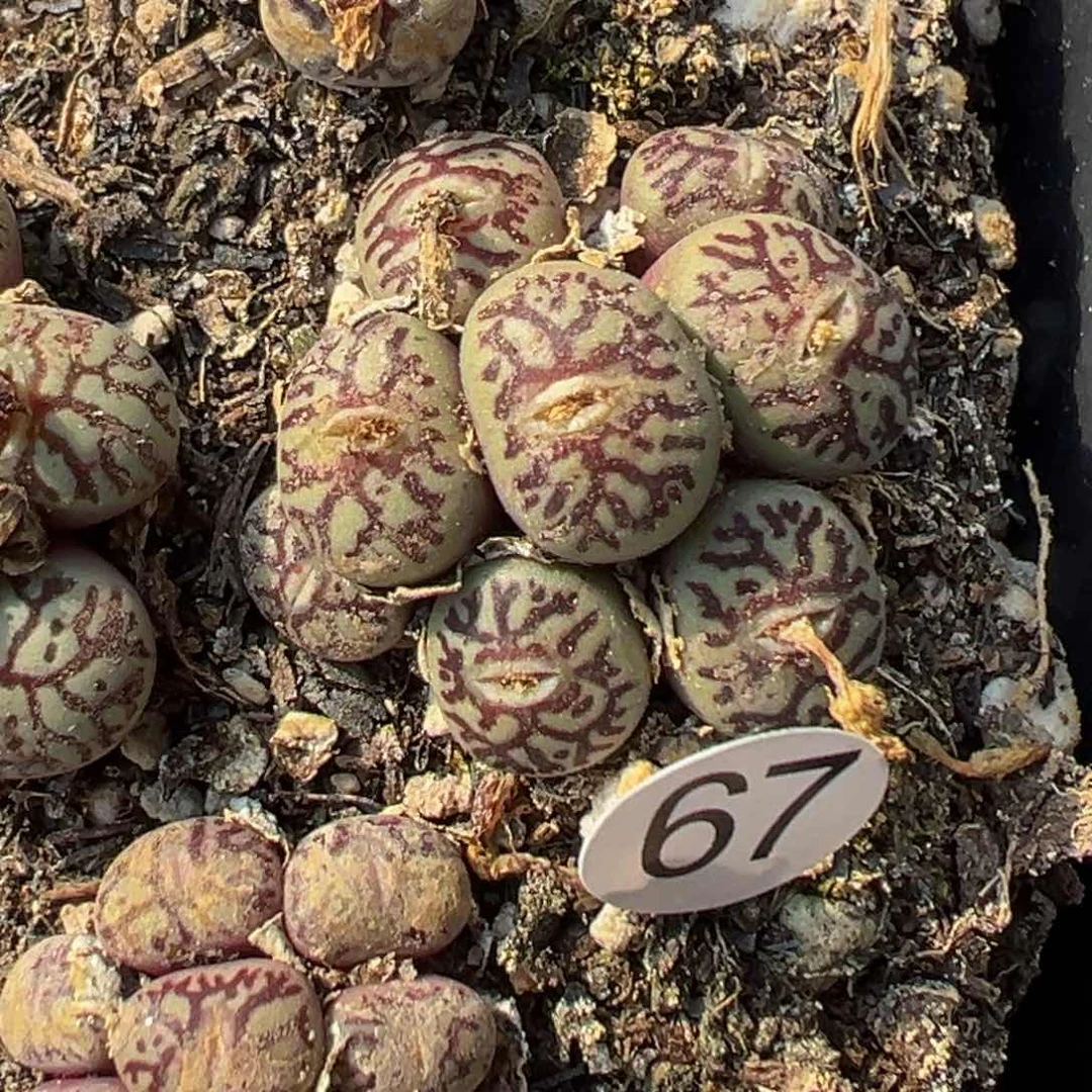 多肉植物11111111111111