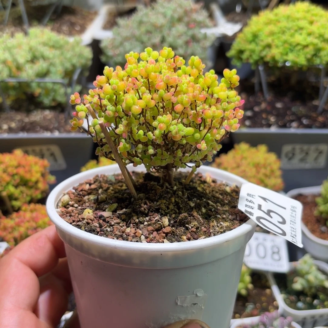 枝干番杏金桔糖球051